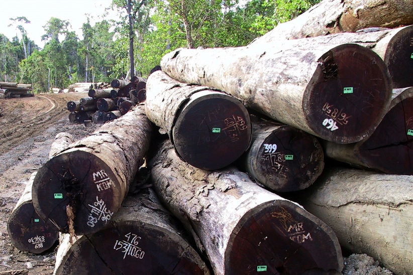 Merbau logging in Papua