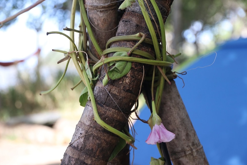 Close up photo of green vines with pink flowers wrapped around wooden branches.