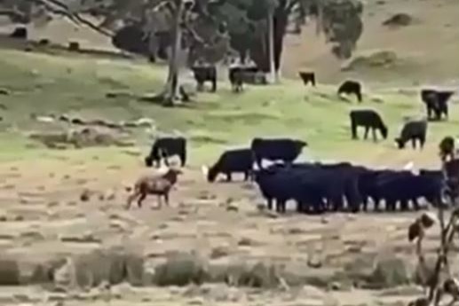 A feral deer with a mob of black cattle.