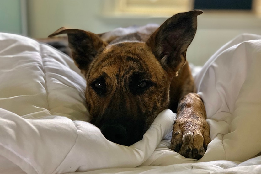 A pet kelpie lies on a doona