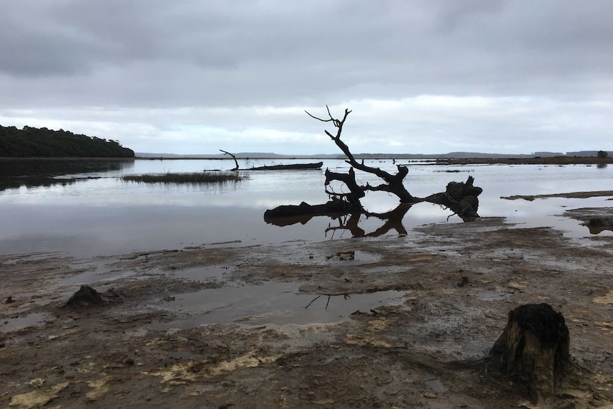 The highly polluted King River, in southwest Tasmania.