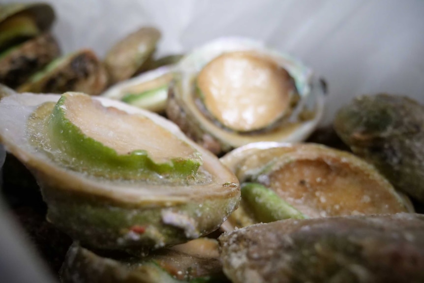 Closeup of Greenlip Abalone in a freezer box.