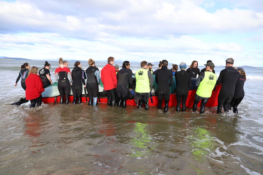 20 people calf deep in water moving the blow up whale