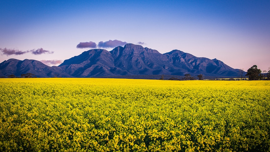 Vivid yellow canola fields with mountains and a twilight sky in the background.