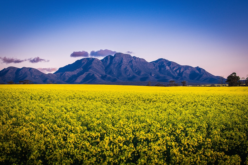 Vivid yellow canola fields with mountains and a twilight sky in the background.