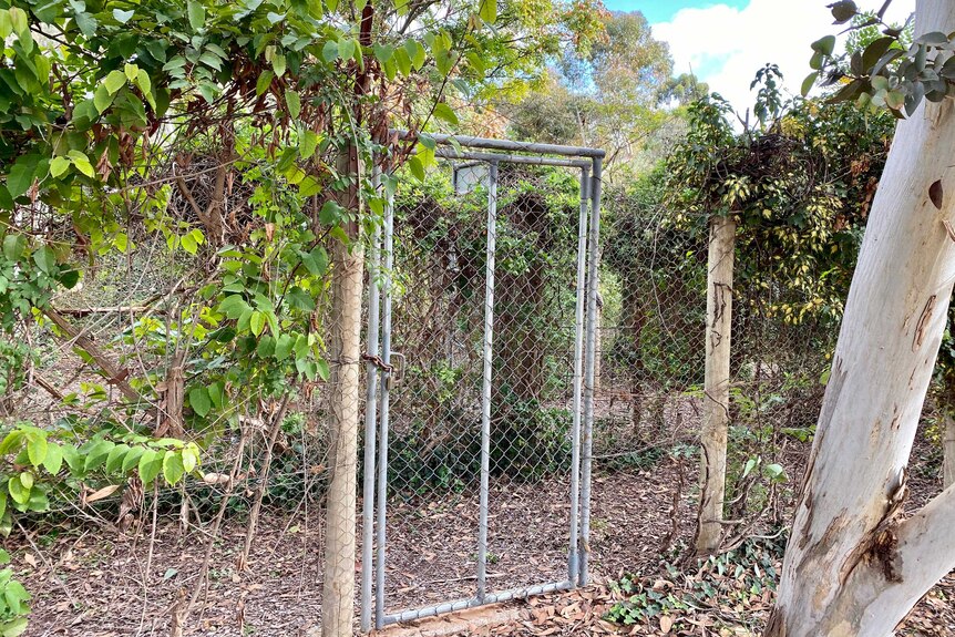 A wire gate leads into a hedge maze at Woodsies Gem Shop near Mildura.