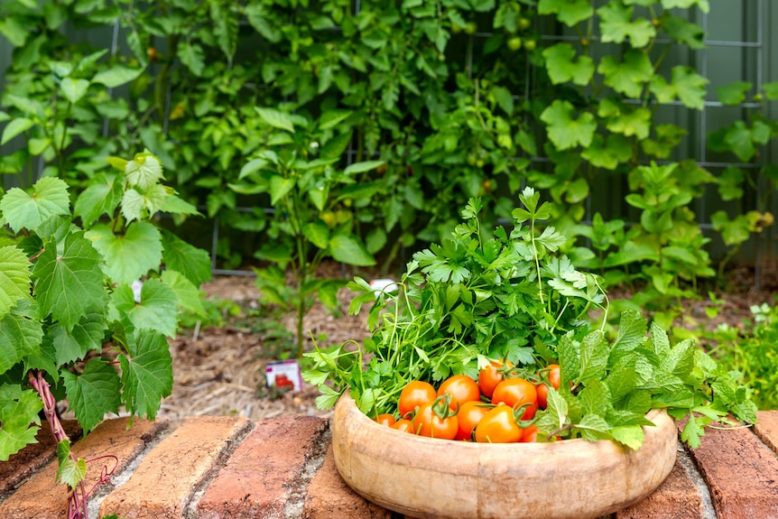 A wooden bowl full of tomatoes and herbs, grown in Lina's garden.