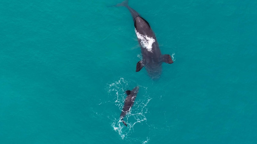 An aerial shot of a whale and a calf in a sea of striking aquamarine.