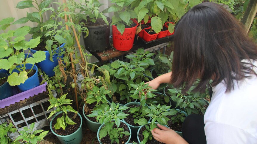 'Isabelle', a victim of workplace bullying, finds peace in tending to her herb garden.