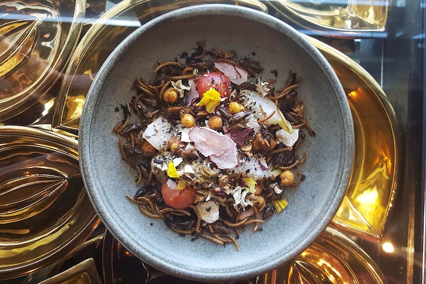 A plate of mealworms