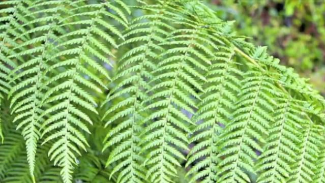 Fern fronds