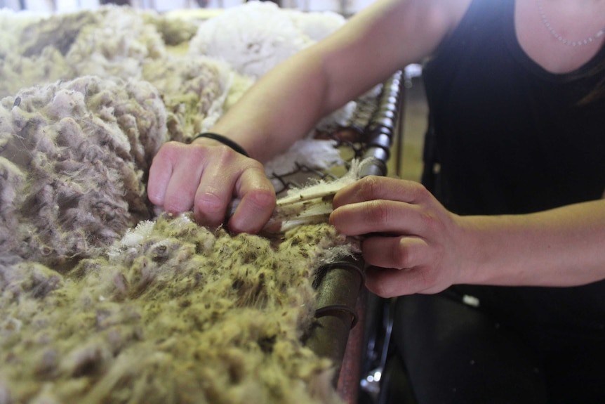 Nikki Towell classing a fleece.
