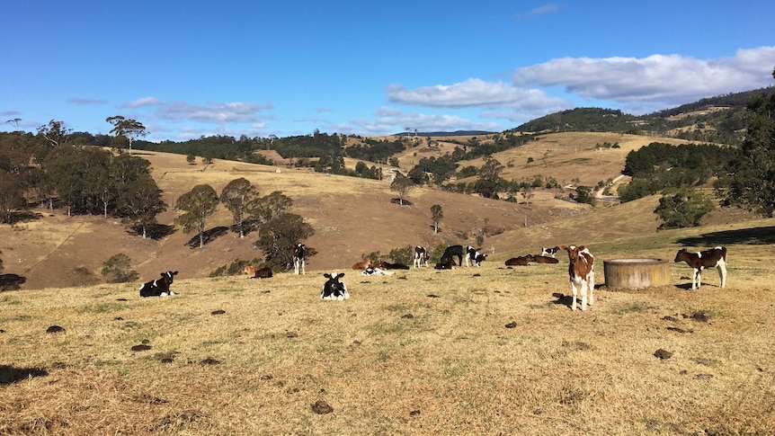 Dairy cows in a dry paddock