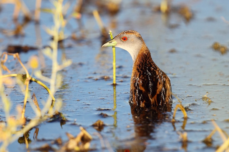 A bird with a yellow beak and red eye sits in water. 