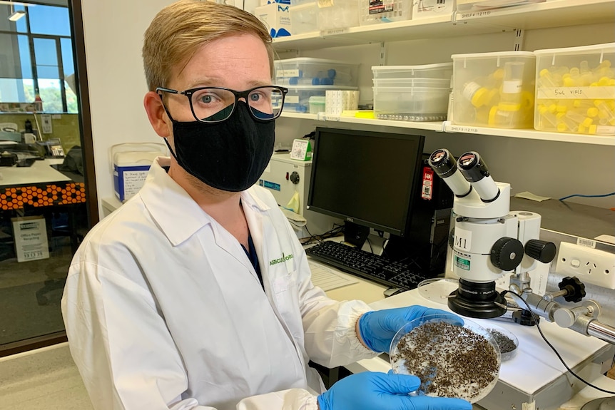 A masked man wearing a lab coat holds a dish full of mosquito samples.