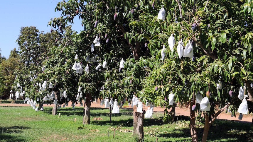 A row of mango trees with ripe fruit covered in white paper bags