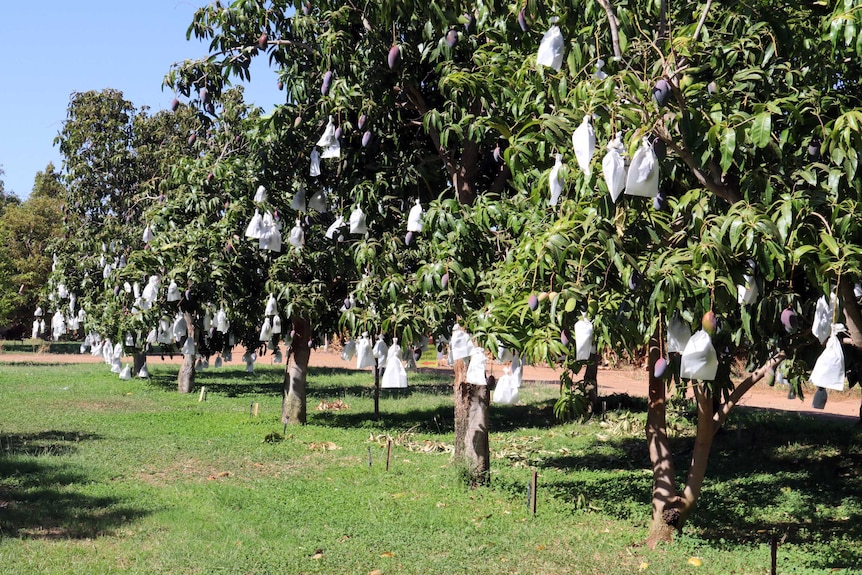 A row of mango trees with ripe fruit covered in white paper bags