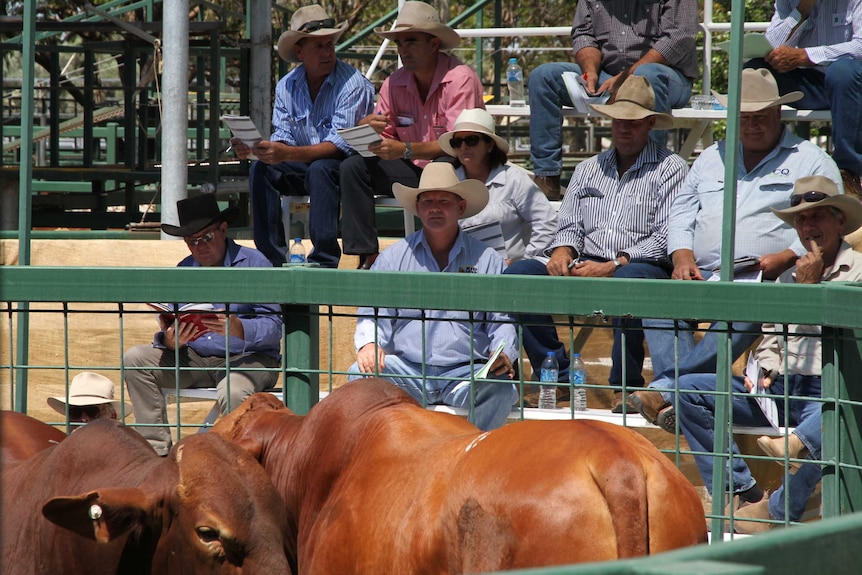 Buyers look onto the ring where two Droughtmaster bulls are being presented.