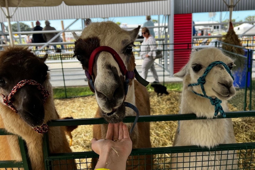 Three llamas behind a fence with a hand outstretched. 