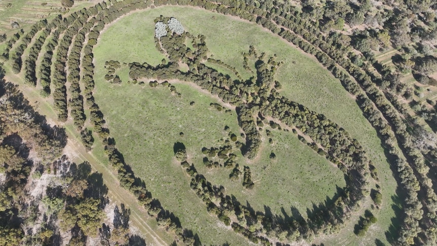 drone image of shrubs shaped like a lizard