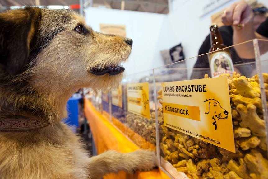 Mongrel Yuma visits the booth of the Lukas bakery at a pet fair in Germany