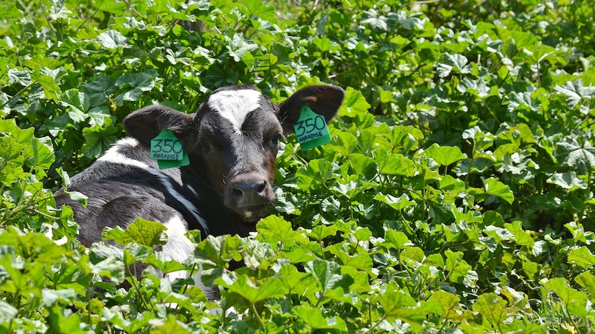 Cow calf in lush green surroundings