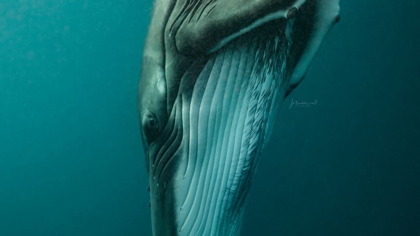 An adult whale shown underwater