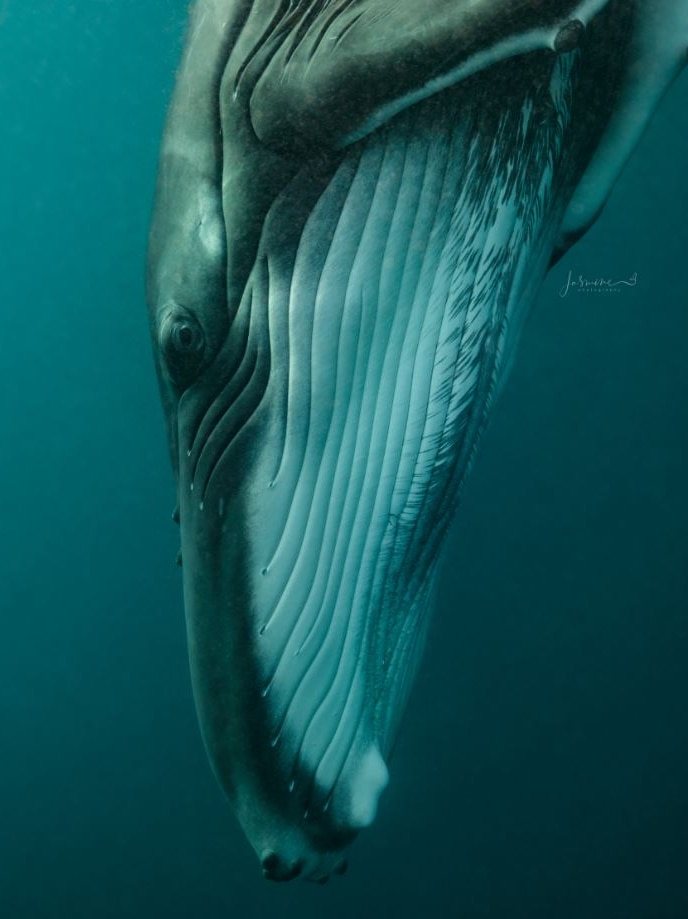 An adult whale shown underwater