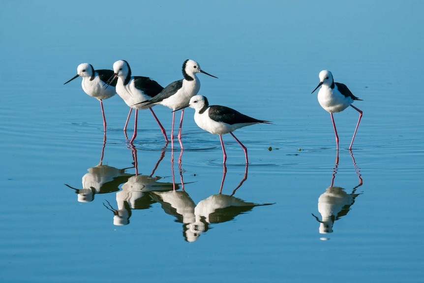 Five pied stilts with long pink legs and black and white bodies stand aligned in shallow water.