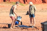 People helping a dolphin stranded on a beach in Broome.