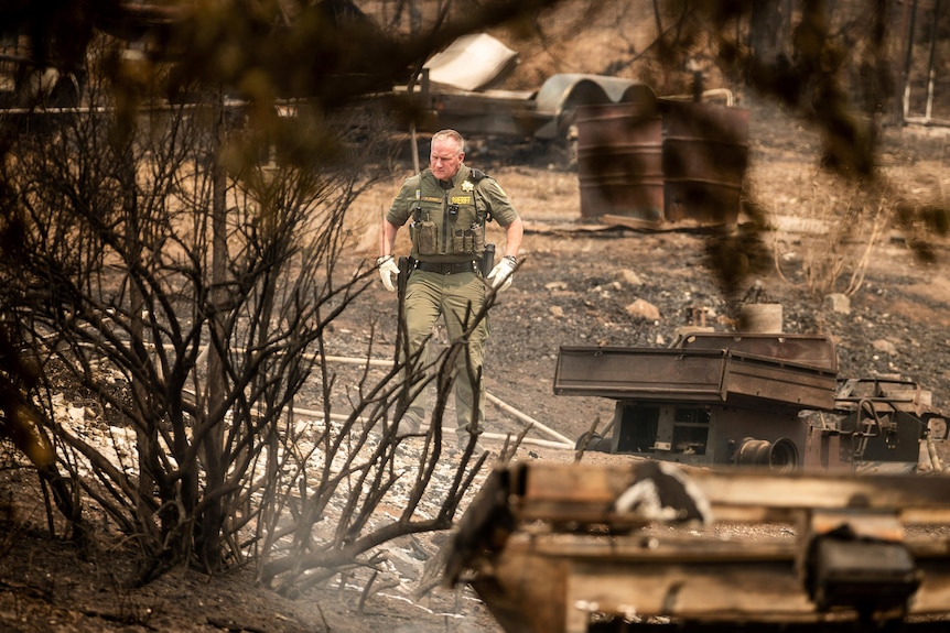 A sheriff can be seen through tree branches and looks at an area devastated by fire. 