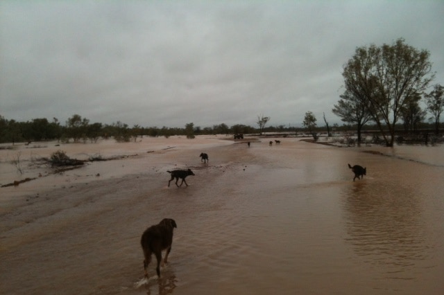 Dogs play in the puddles.