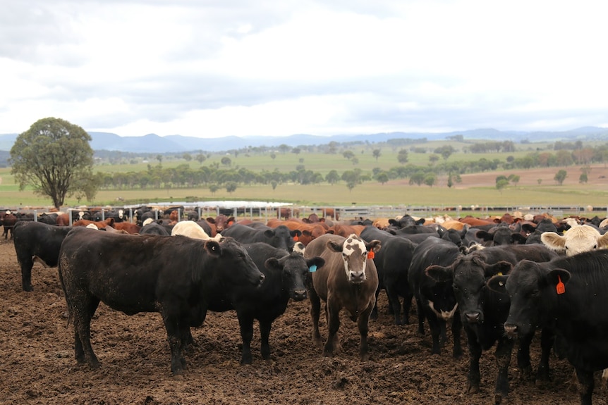 Cattle stand in their pen on the Canning Downs South farm.