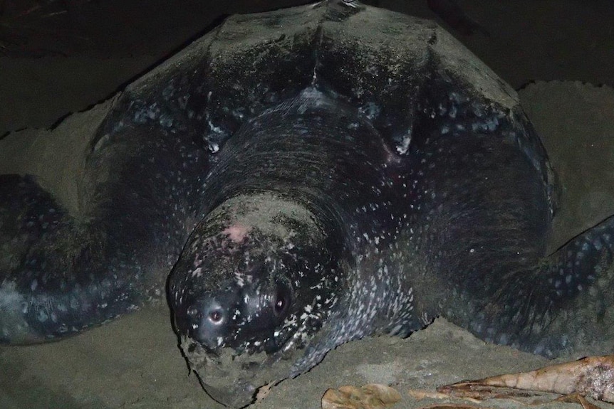 Leatherback turtle laying eggs on the beach in Zaria.