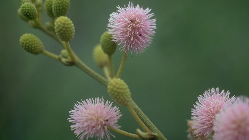 Mimosa, one of the nation's worst weeds.