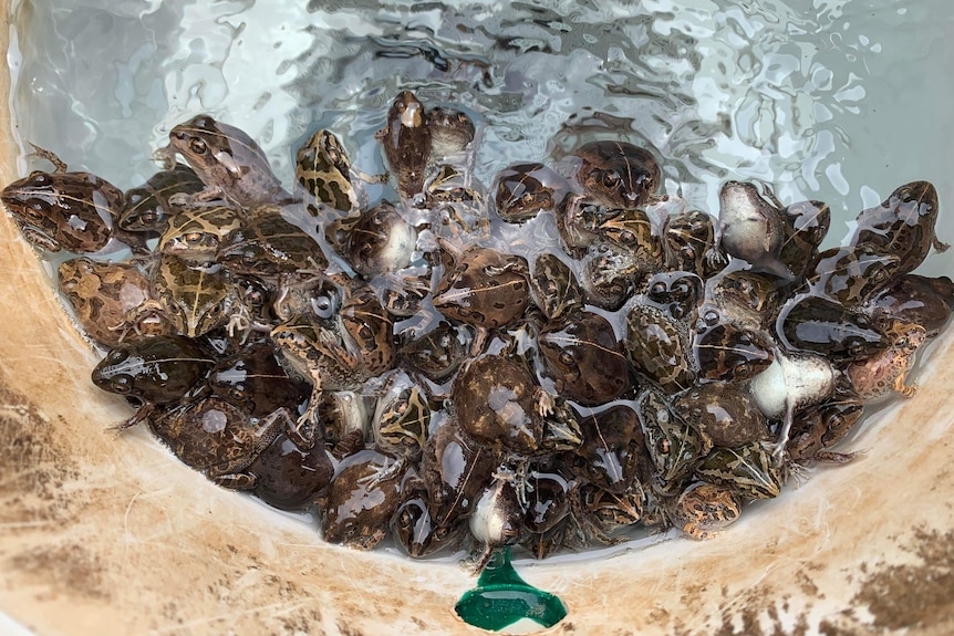 Hundreds of frogs on top of each other in water