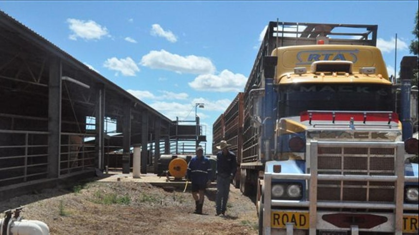 A road train pulls into the Katherine Cattle Yards to unload.