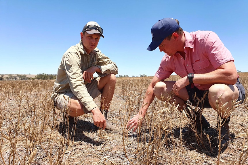 Two men examine damaged crop