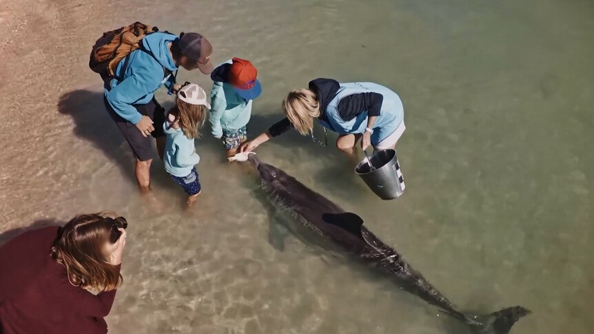 People hand-feed a dolphin in shallow water