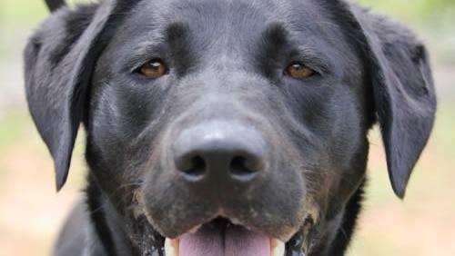 April, the NT Police drug detection dog which conducted a successful random screening at Darwin Airport.