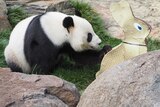 One of the pandas at Adelaide Zoo.