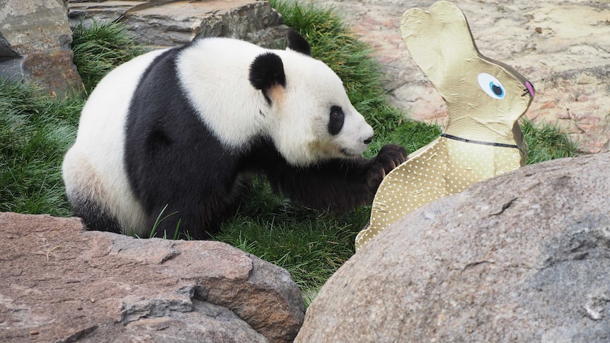 One of the pandas at Adelaide Zoo.