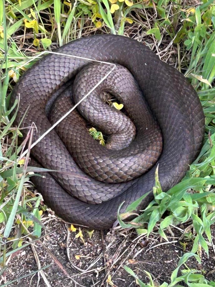A large coiled black snake