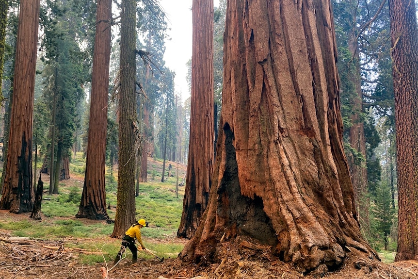 A firefighter clears loose brush from around the base of a giant tree
