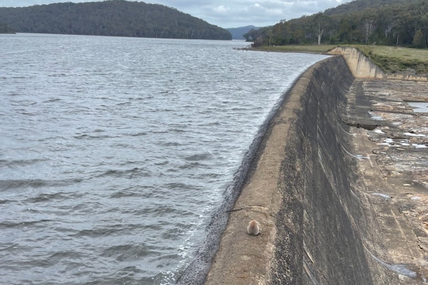 koala small on dam wall