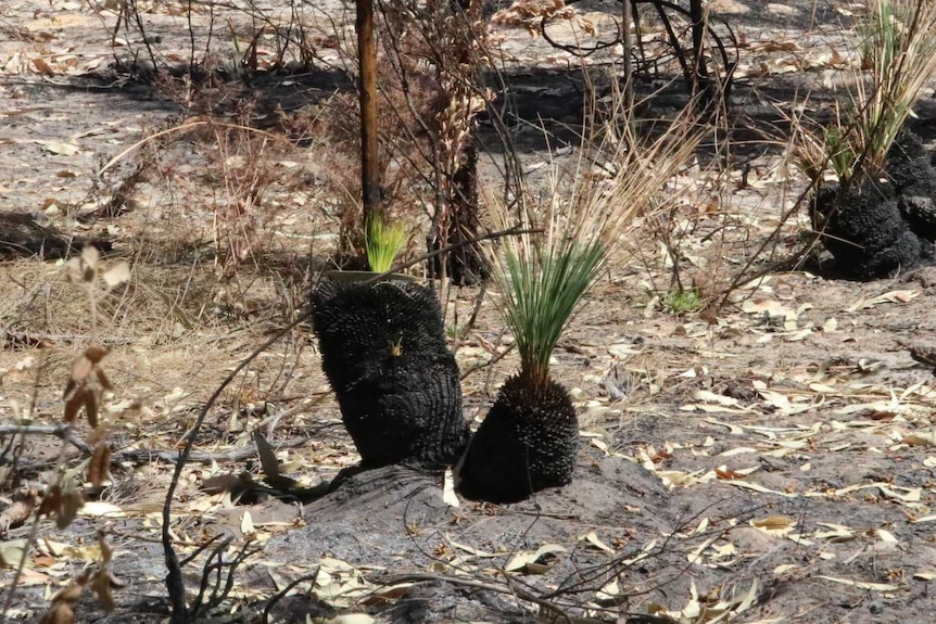 A grass tree showing green shoots among burnt out bushland.