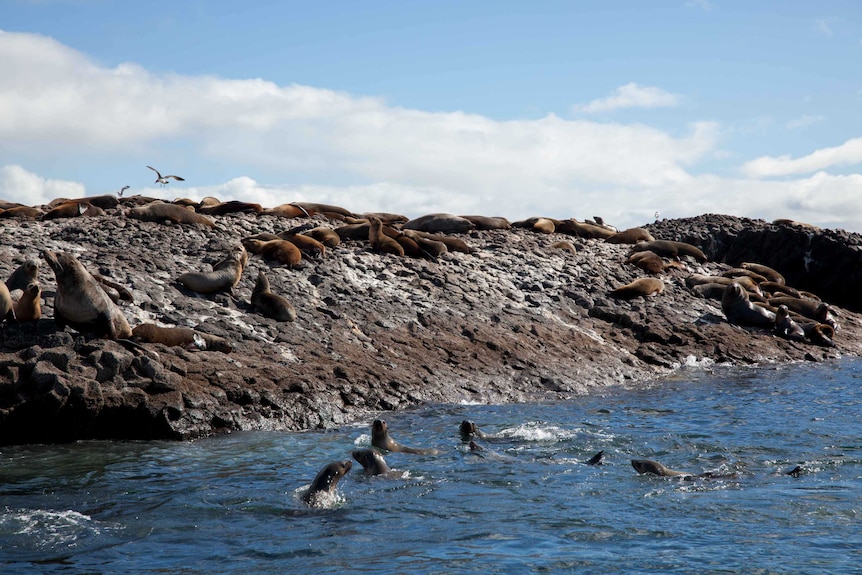Seals in the water and on land near Stanley, Tasmania.