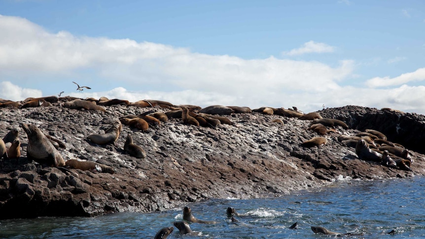 Seals on Bull Rock in north-west Tasmania