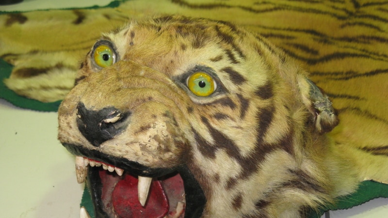 Century-old Bengal Tiger skin sold by a Tasmanian auction house.