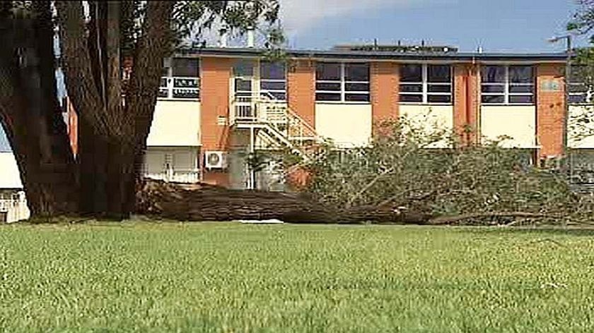 Dad hurt: fallen trunk on the oval at Cedar College